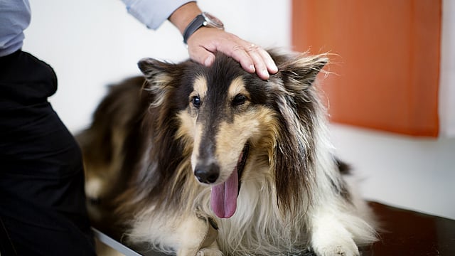 Collie and veterinarian
