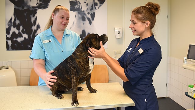 Een persoon die een hond vasthoudt.