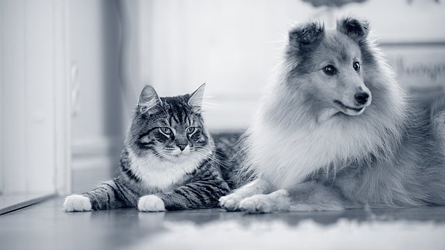 Sheltie and Cat