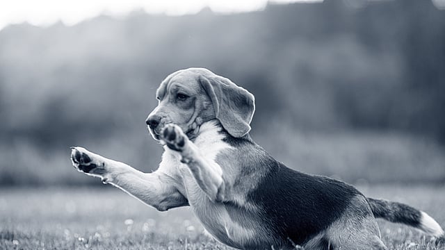 Beagle playing