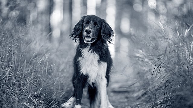 Lachende hond