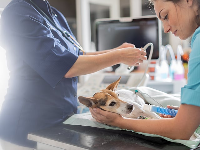 Een persoon die een hond vasthoudt.