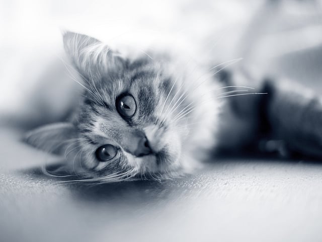 Cat waiting for his human