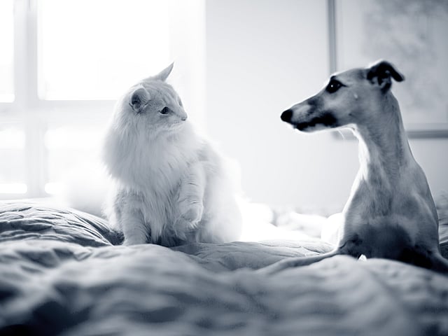 Dog and cat looking at eachother