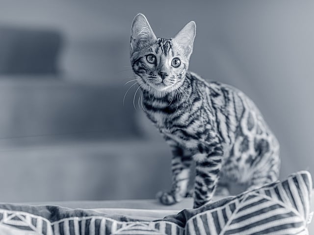 Kitten sitting on sofa