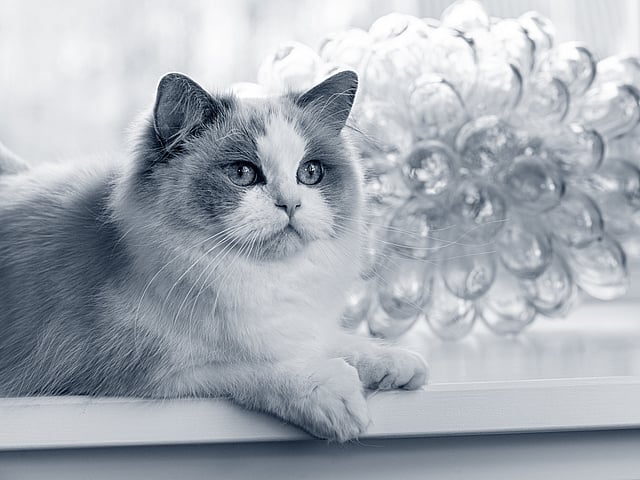 Een kat zittend op een richel.