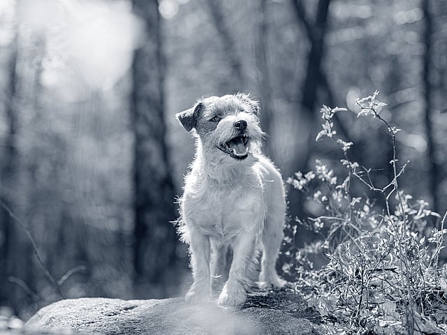 Een hond die zich op een rots bevindt.