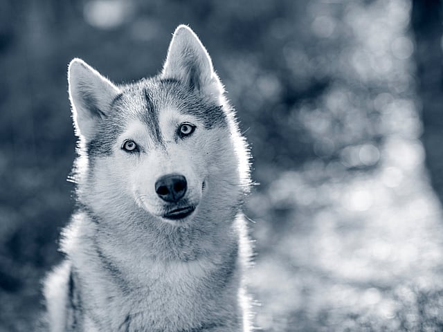 Dog looking straight ahead