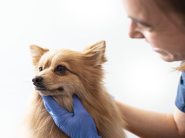 Vet examining small dog
