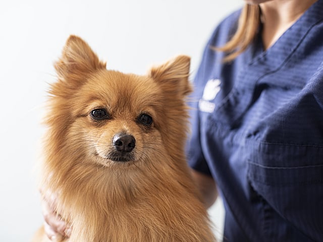 Dierenarts onderzoekt hond