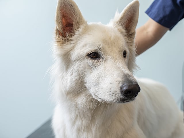 White shepherd dog at the clinic
