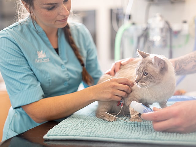 Een persoon die een kat een infuus geeft.