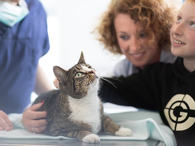 hond ligt op boomstam