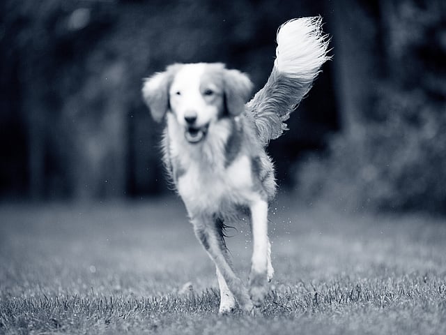 Dog running on field 1