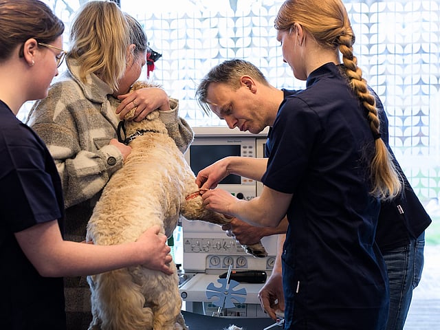 Golden Retriever Playing Frisbee