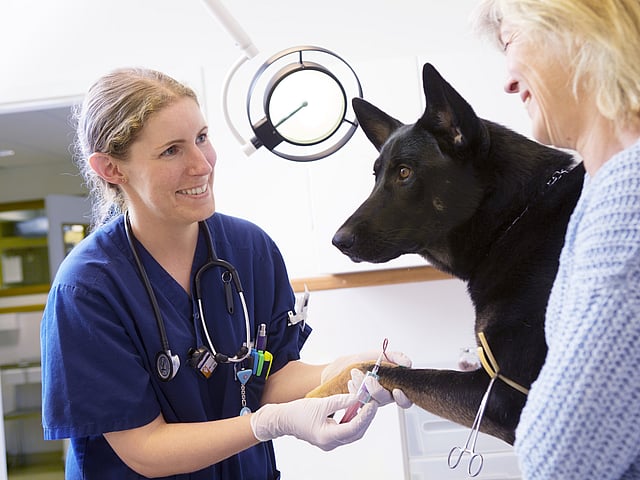 Vet, owner and dog