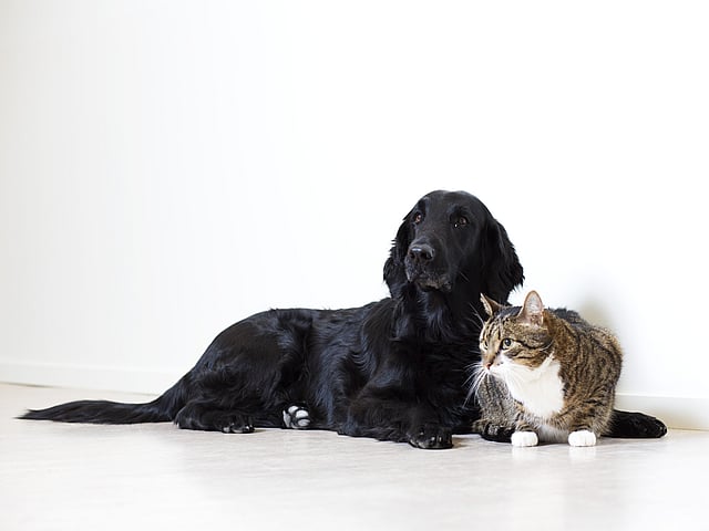 Een hond en een kat die op de vloer liggen.