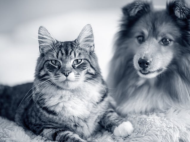 Sleeuwijk baasje met hond in de wachtkamer