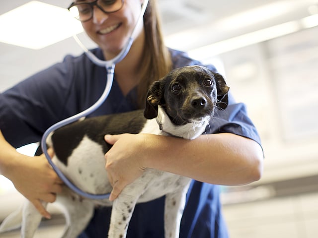 Veterinarian examining dog