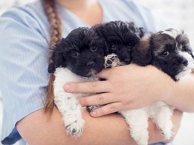 White dog before x-ray
