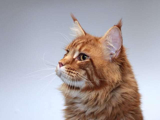 Een kat die opzij kijkt.