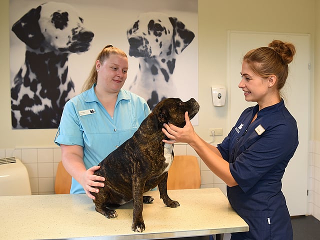 Een persoon die een hond vasthoudt.