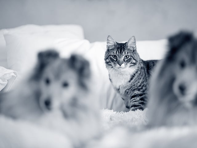 Two selties and a cat