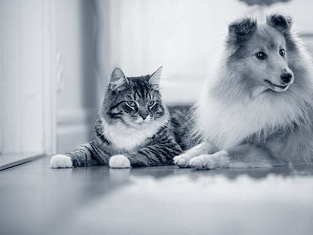 Sheltie and Cat