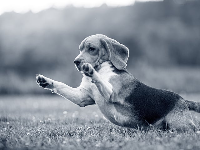 Beagle playing