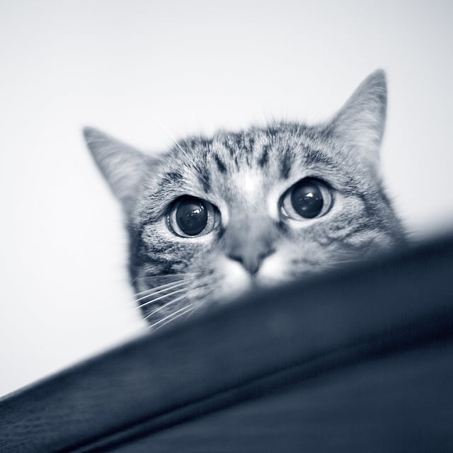 Een kat die over een tafel kijkt.