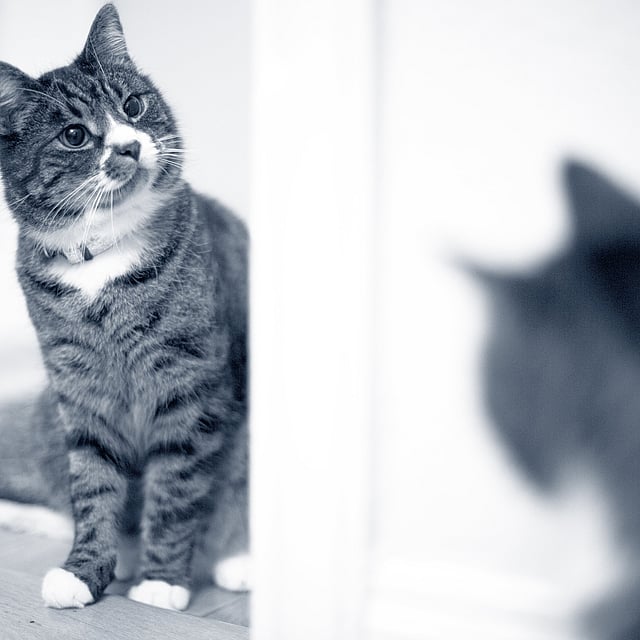Een kat die de spiegel bekijkt.