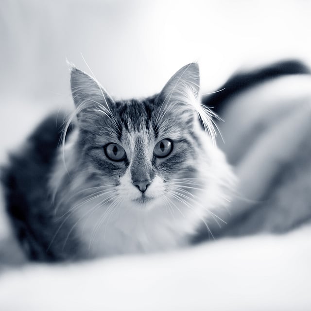 Een kat liggend op een deken.