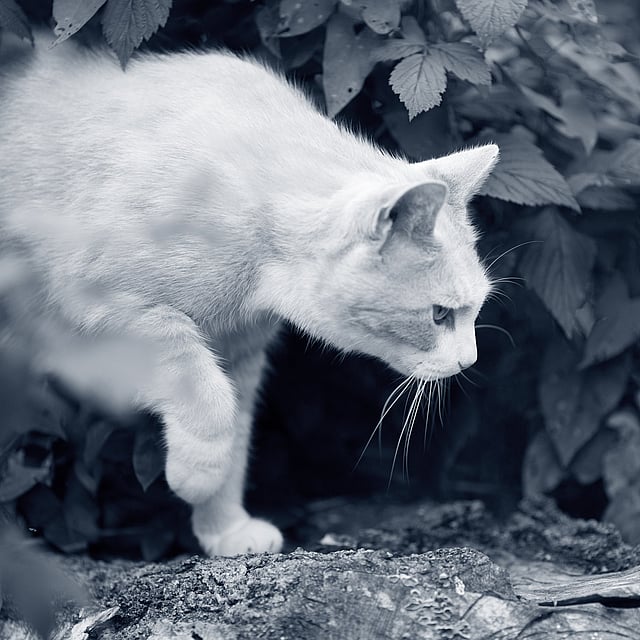 Een kat die zich op een rots bevindt.