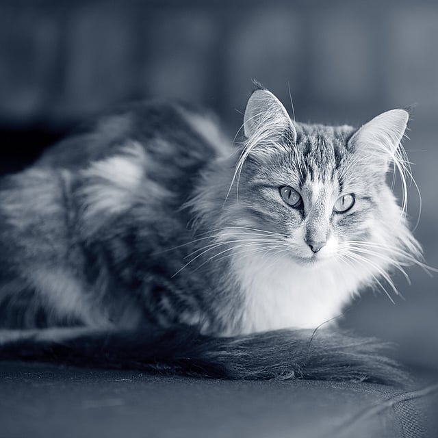Een kat liggend op een bank.