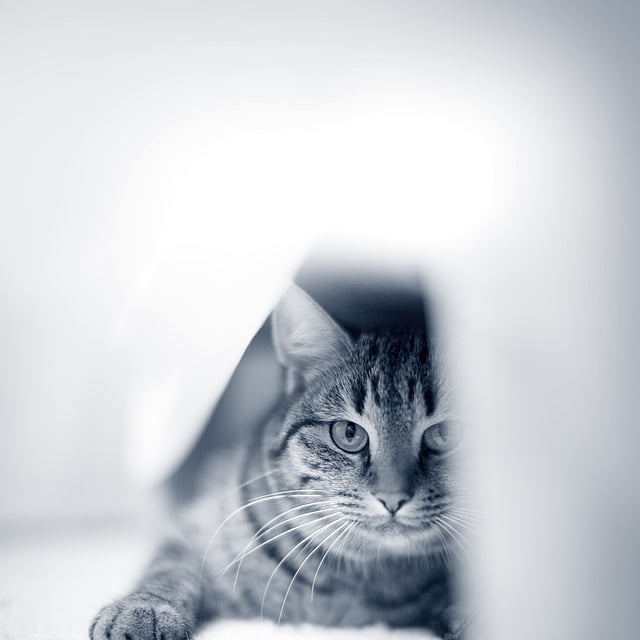 Een kat die op de grond ligt.