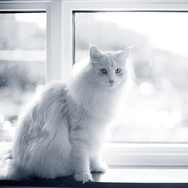 Een kat zittend op een vensterbank.