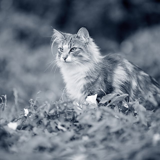 Een kat die in het gras zit.