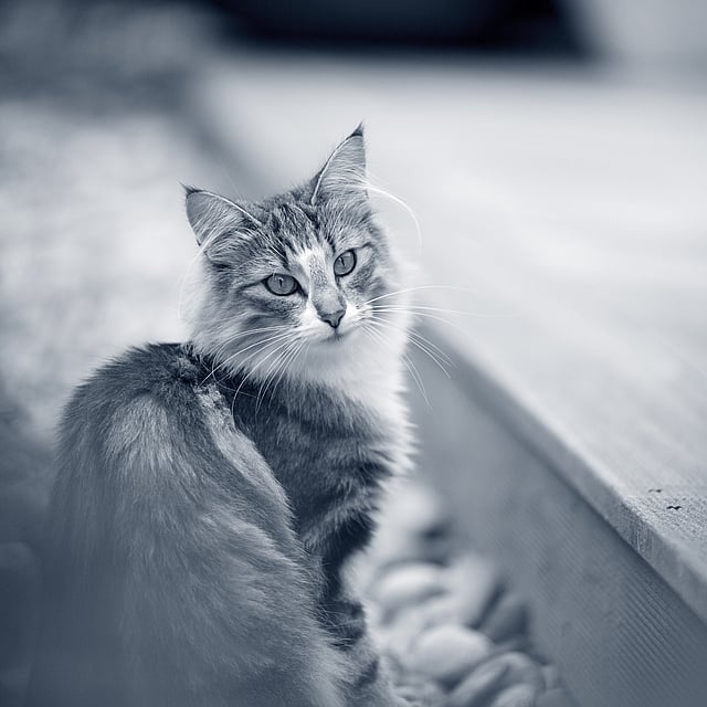 Een kat zittend op een houten dek.