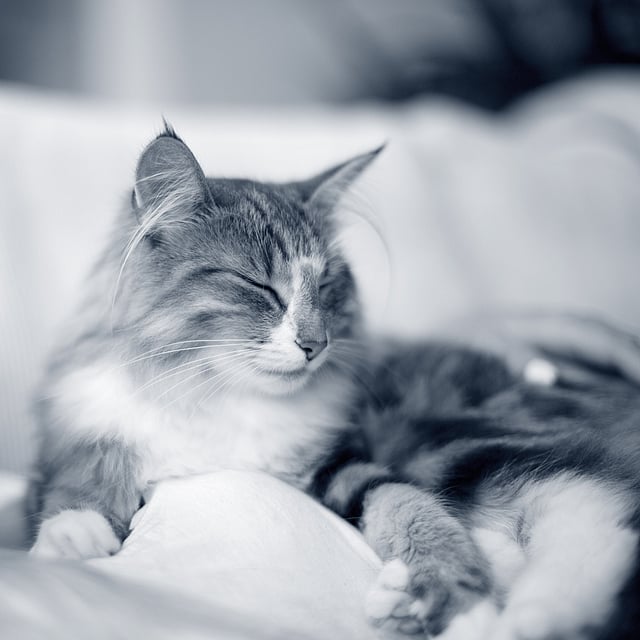 Een persoon die op een bank ligt met een kat.