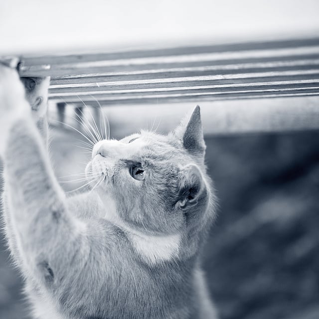 Een kat die op een bankje klimt.