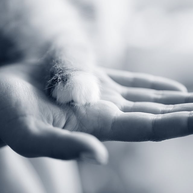 Een hand met een pluizige staart.
