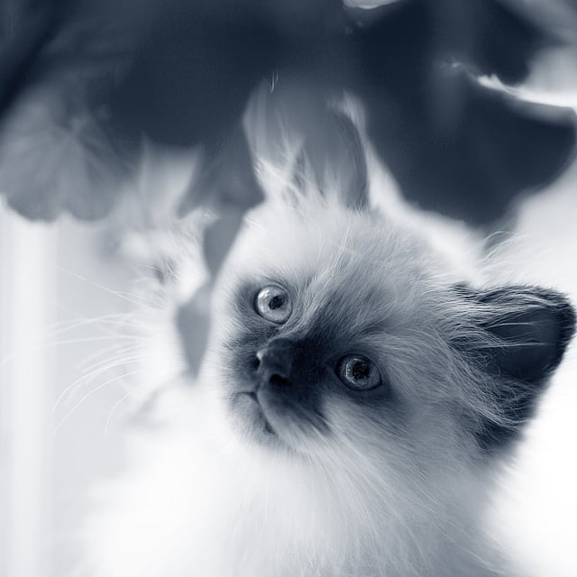 Een kat die omhoog naar de camera kijkt.