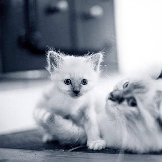 Mother cat and kitten