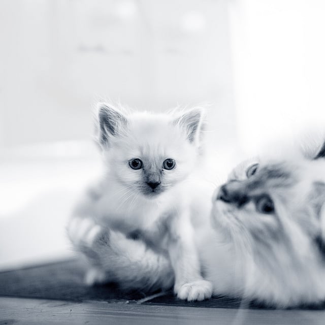 Een kat en een katje die op de vloer liggen.