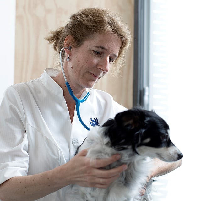 Een persoon die een stethoscoop draagt die een hond vasthoudt.