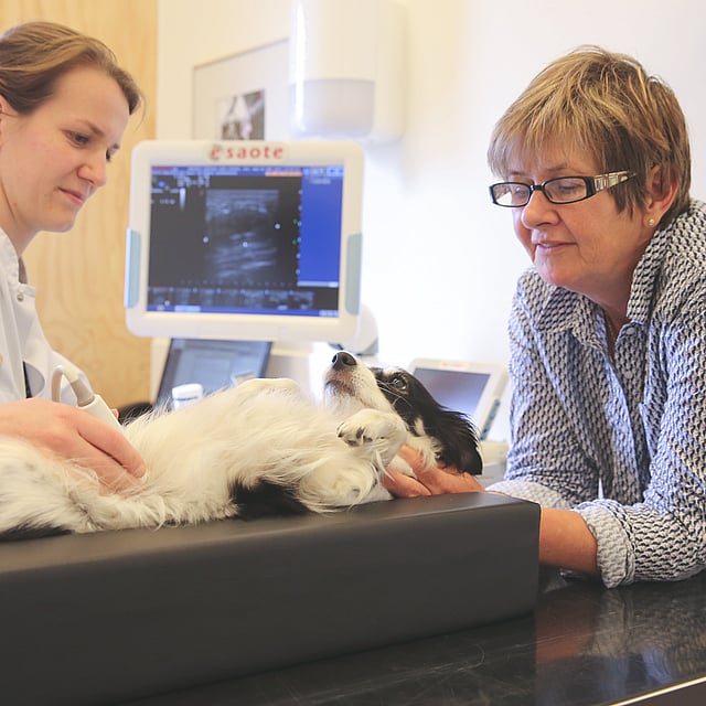 Een persoon en een hond op een tafel.