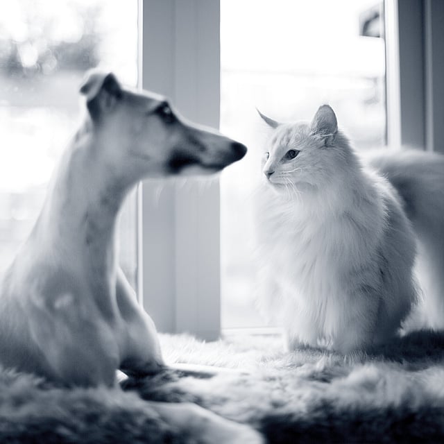 Dog and cat in a bed