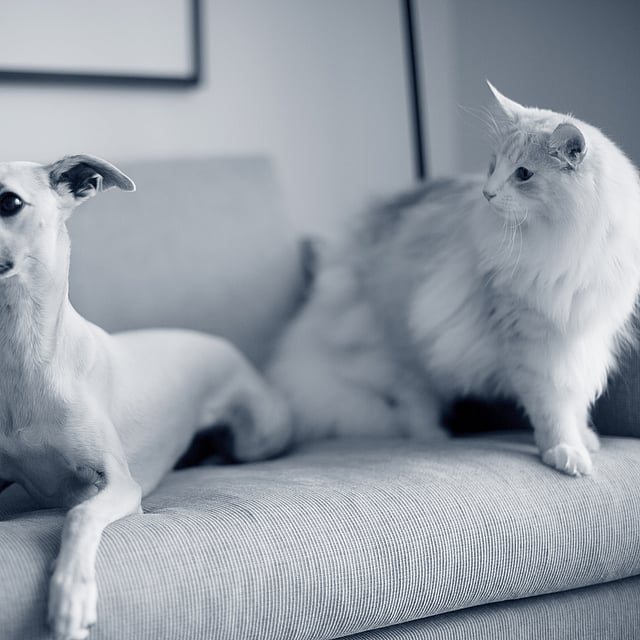 Een kat en een hond op een bank.