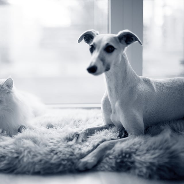 Een hond en een kat die op een kleed liggen.