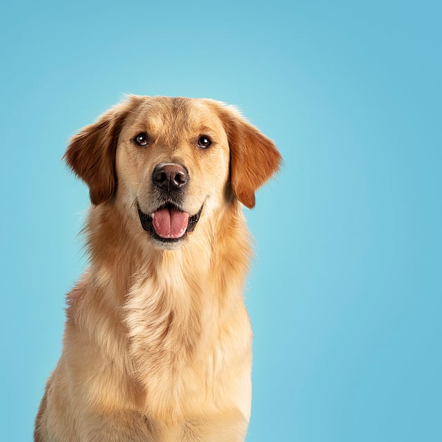 Een hond met zijn mond open.